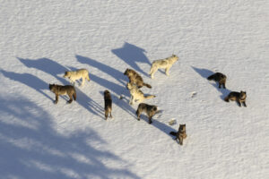 SAMUEL: Wolves are now killing mountain lions
